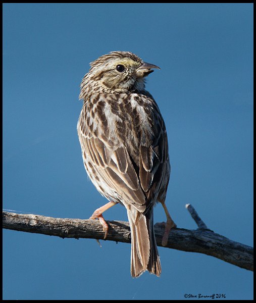 _6SB9935 savannah sparrow.jpg